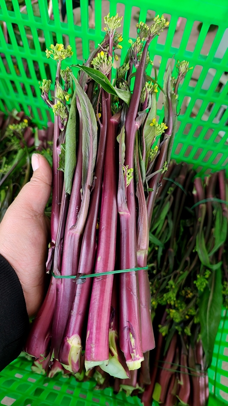 湖北红菜苔，基地一手货源现采现发，保证新鲜