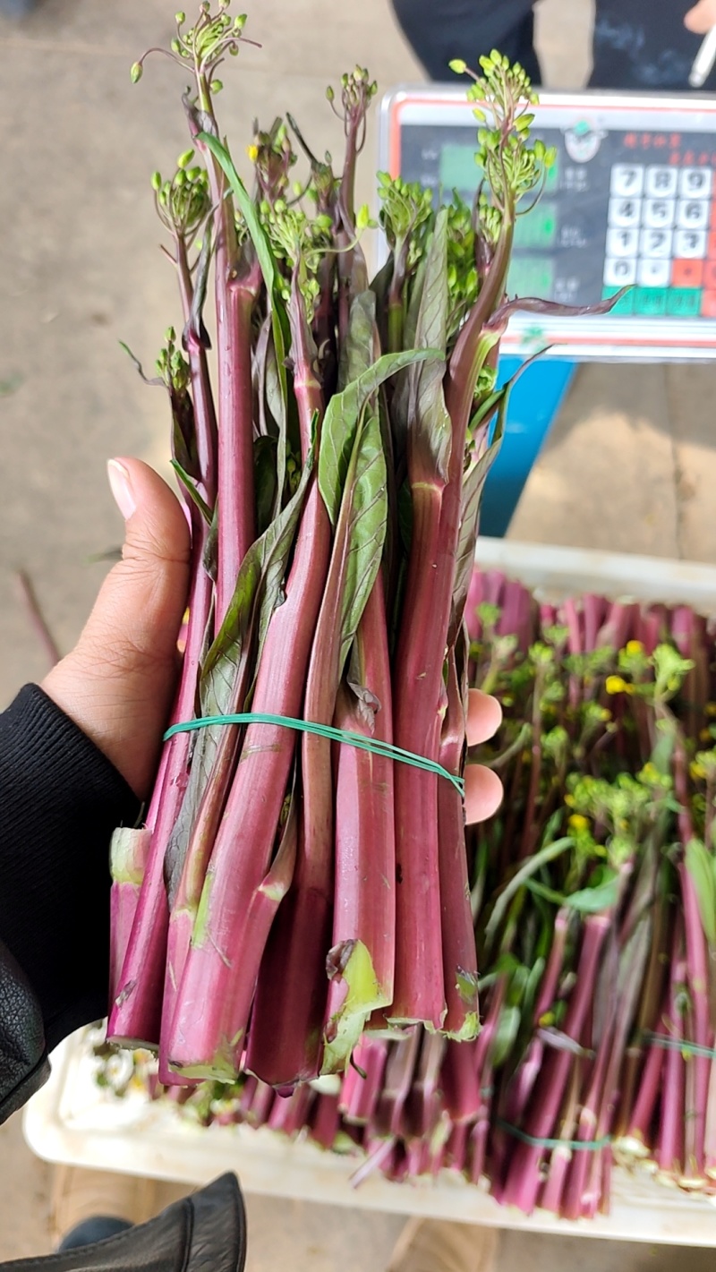 湖北红菜苔，基地一手货源现采现发，保证新鲜