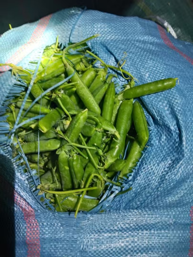 云南长寿仁豌豆，青豌豆大量上市需要的老板联系，对接全国