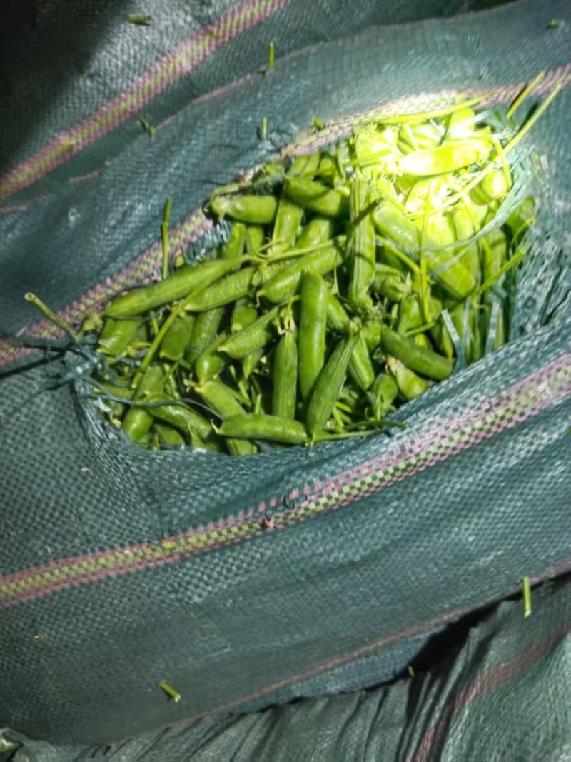 云南长寿仁豌豆，青豌豆大量上市需要的老板联系，对接全国