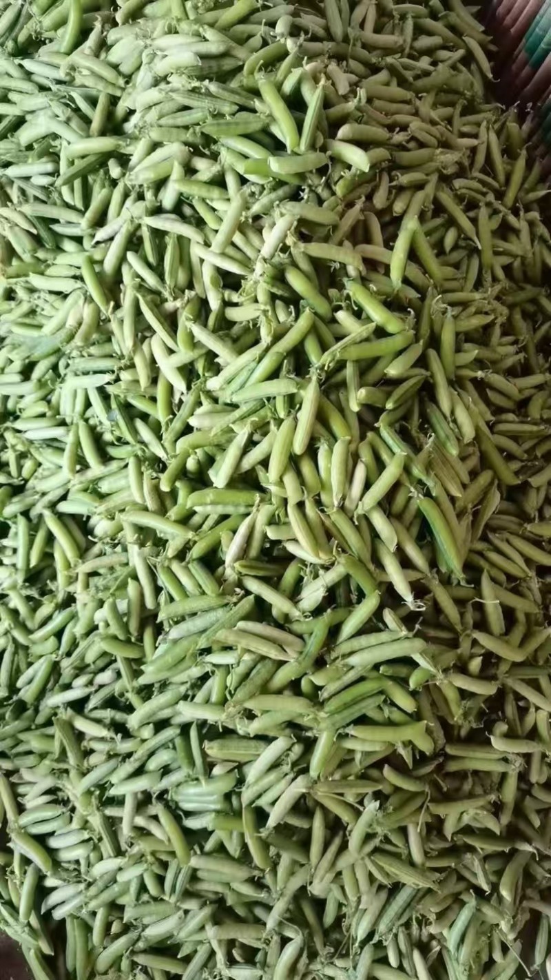 云南长寿仁豌豆，青豌豆大量上市需要的老板联系，对接全国