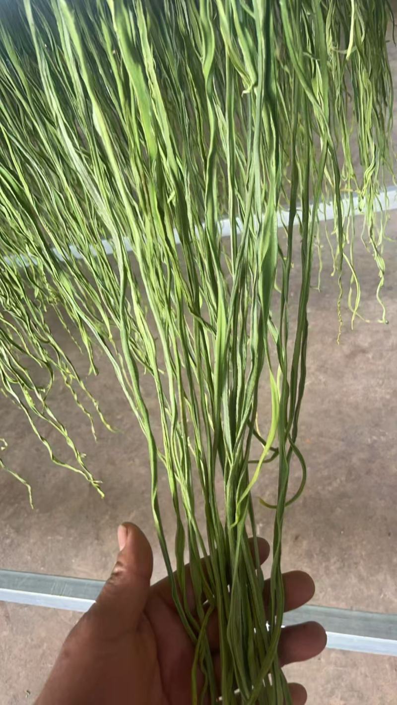 云南贡菜，量大价优，保质保量，产地直发，欢迎咨询