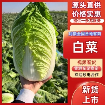 当季新鲜大白菜叶球饱满产地直销大量现货批发
