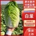 当季新鲜大白菜叶球饱满产地直销大量现货批发