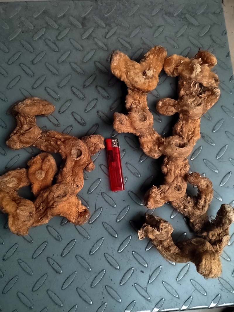 【牛商推荐】黄精，鸡头黄精，姜型黄精，甜黄精，欢迎联系