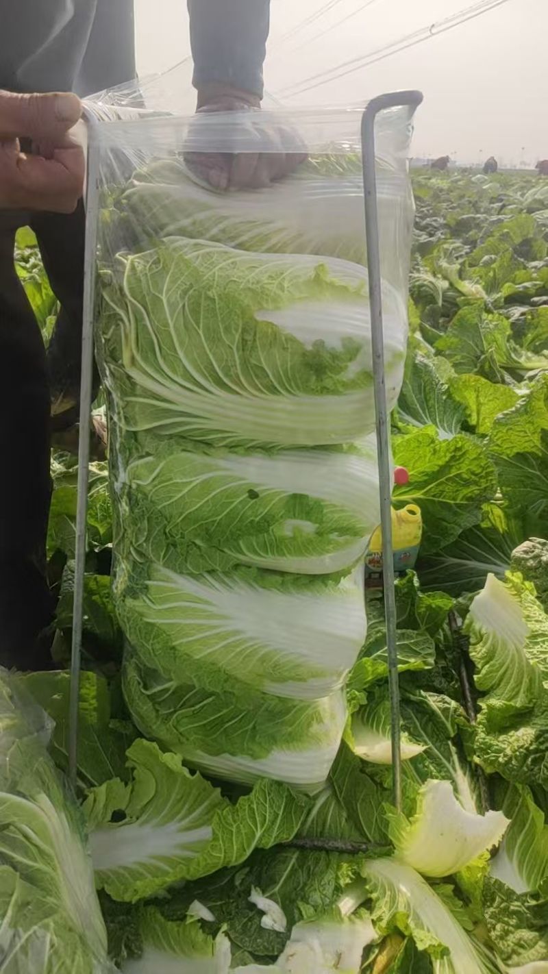 产地直供新鲜大白菜包心紧实一级货大量批发