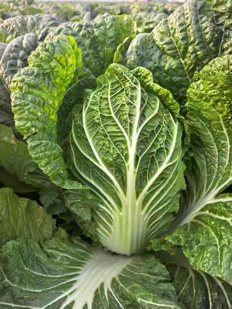 产地直供新鲜大白菜包心紧实一级货大量批发
