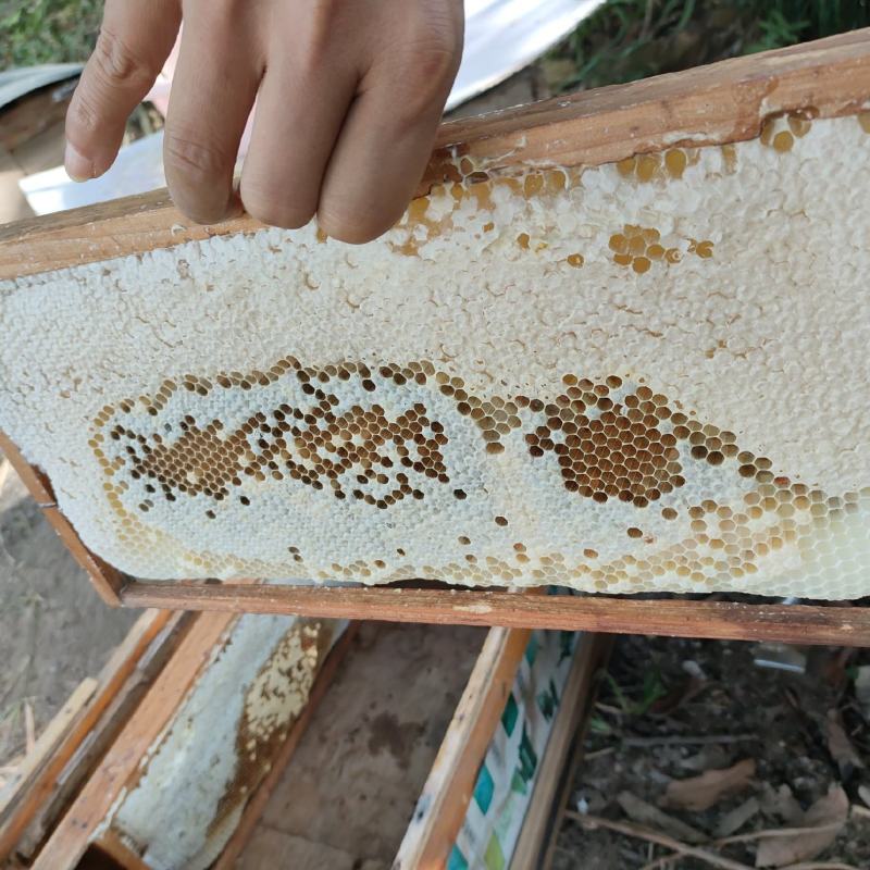土蜂蜜