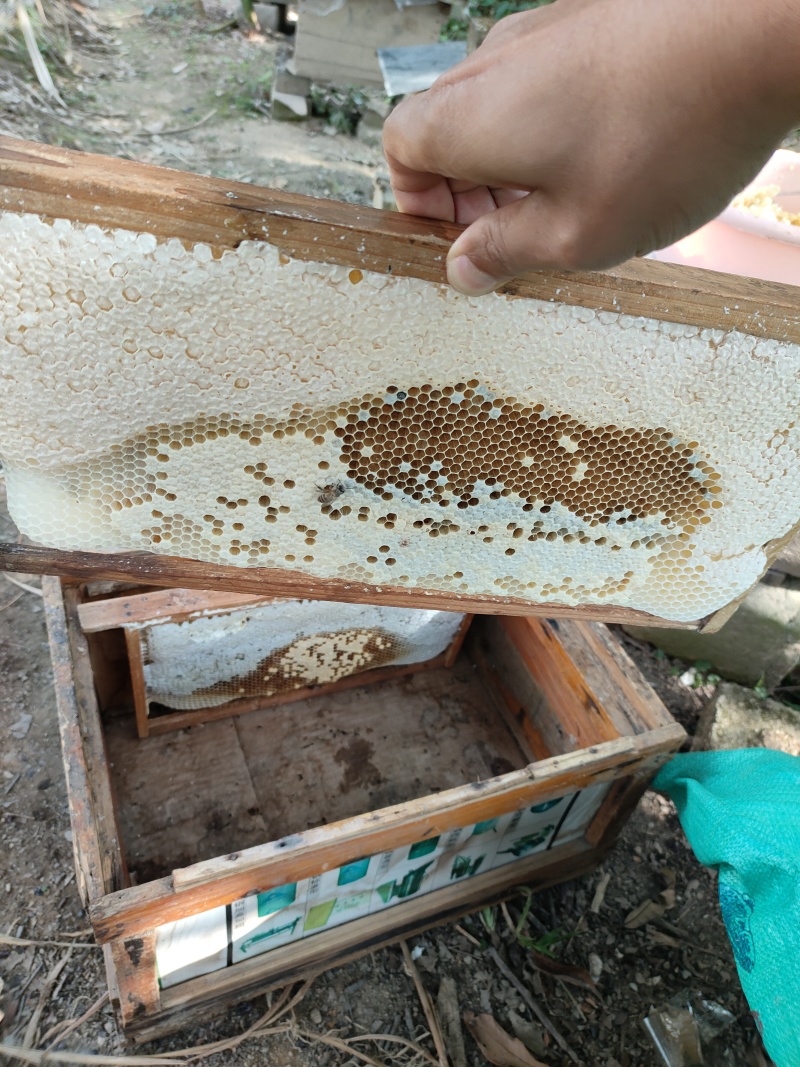 土蜂蜜