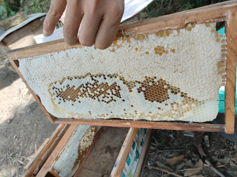 土蜂蜜