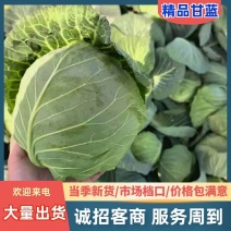 甘蓝批发产地直销包心紧耐运输支持批发