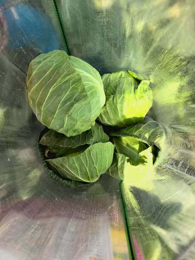 甘蓝批发产地直销包心紧耐运输支持批发
