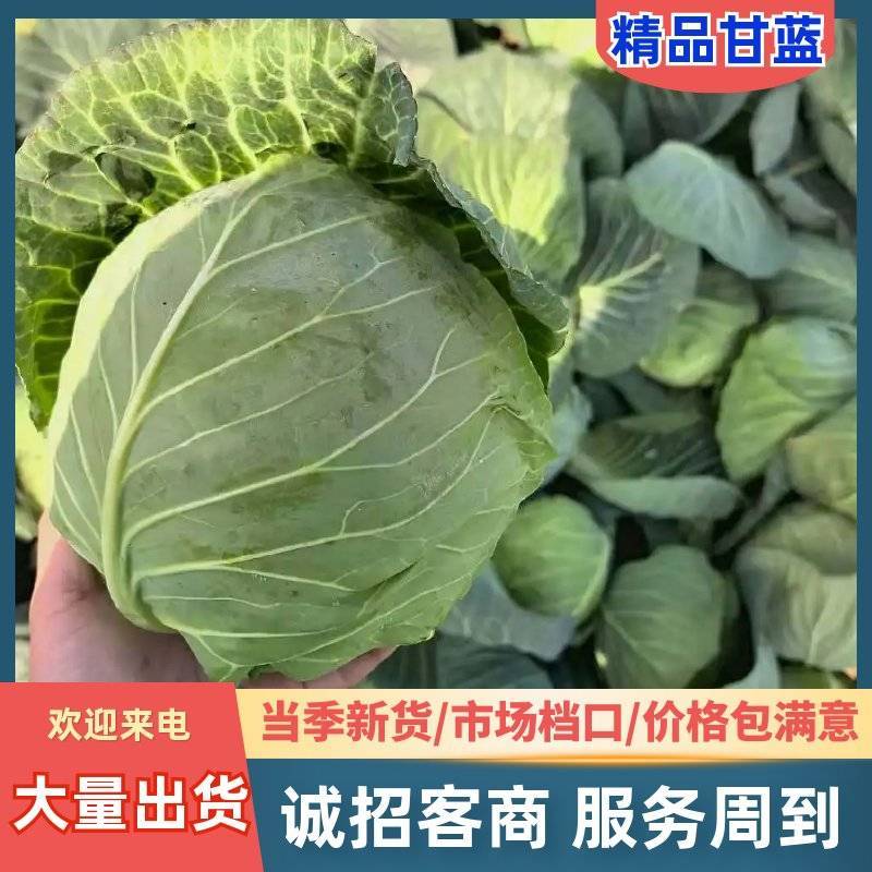 甘蓝批发产地直供包心紧实一级大量批发