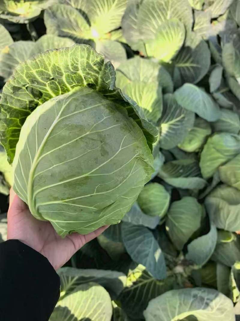 甘蓝批发产地直供包心紧实一级大量批发