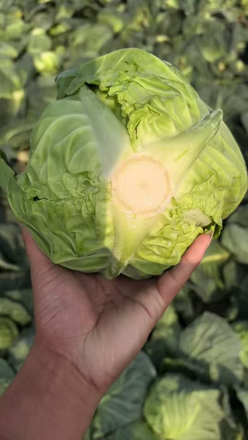 甘蓝批发产地直供包心紧实一级大量批发
