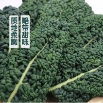 皱叶羽衣甘蓝全年大量有货欢迎采购，量大从优