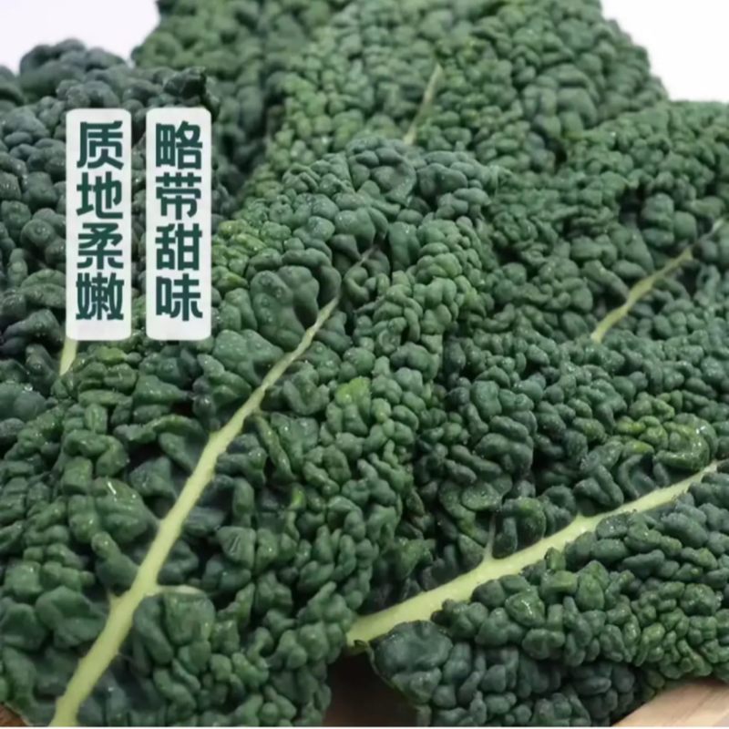 皱叶羽衣甘蓝全年大量有货欢迎采购，量大从优
