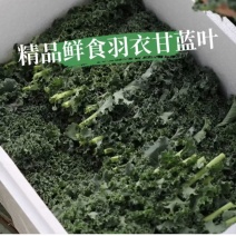 羽衣甘蓝精品叶泡沫箱装，全年有货，欢迎大量选购