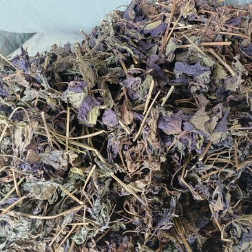 药用紫苏