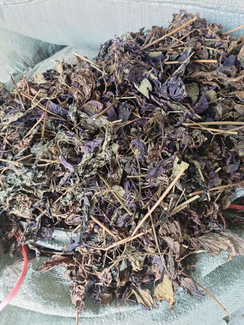 药用紫苏