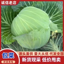 当季新鲜包菜产地直销耐储运包心紧量大价优