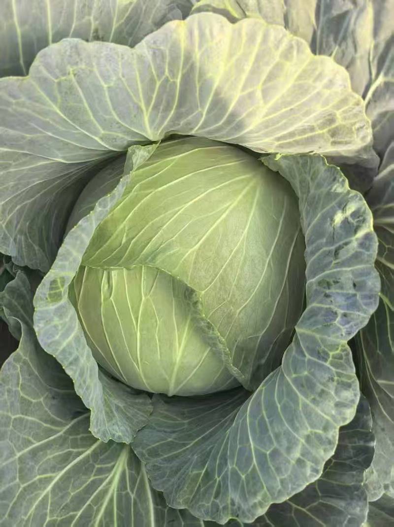 当季新鲜包菜产地直销耐储运包心紧量大价优