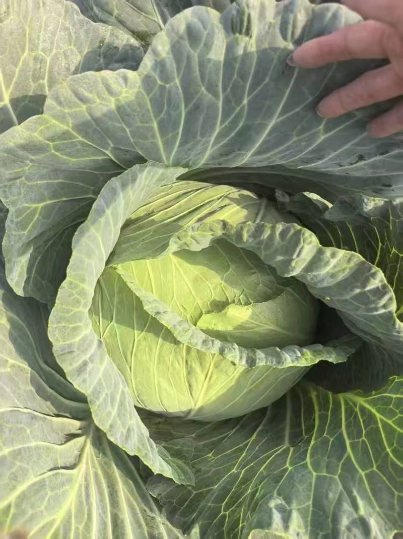 当季新鲜包菜产地直销耐储运包心紧量大价优