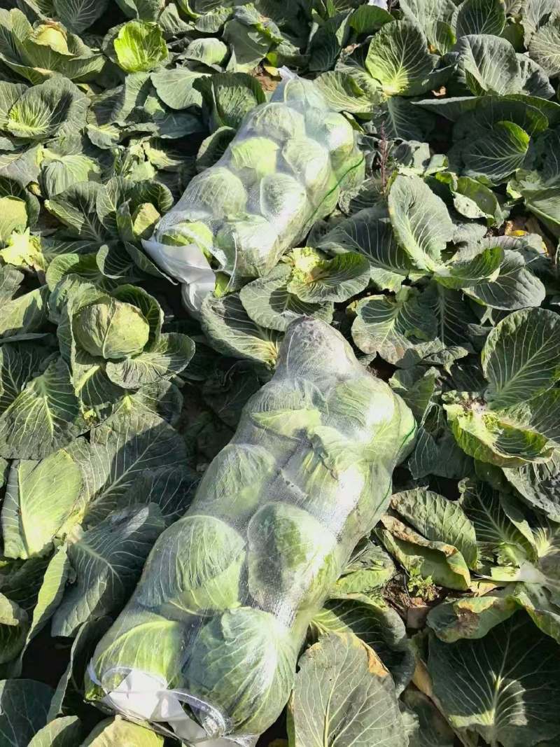 当季新鲜包菜产地直销耐储运包心紧量大价优