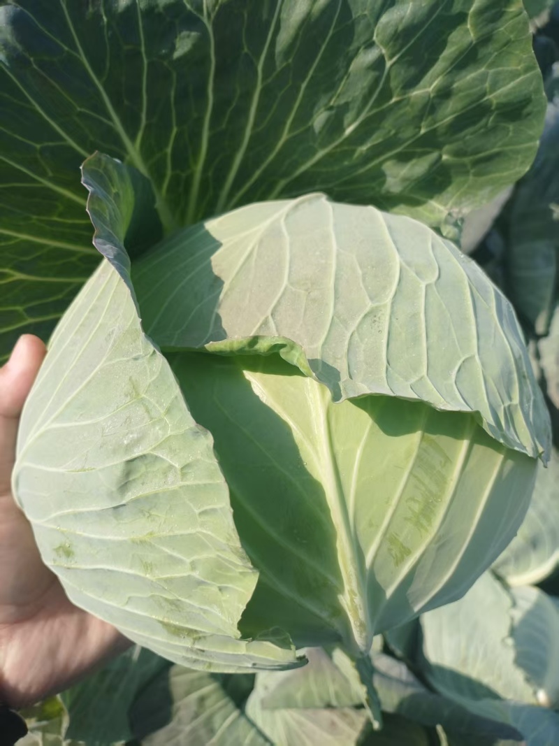 当季新鲜包菜产地直销耐储运包心紧量大价优