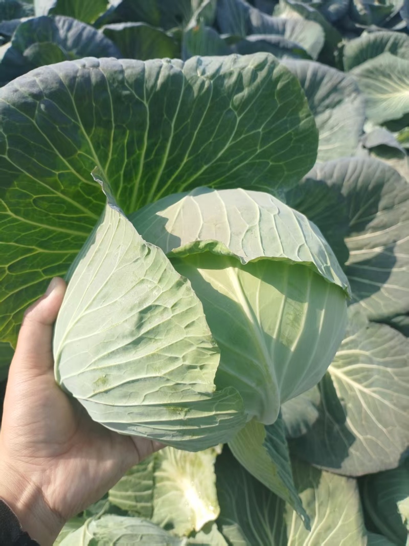 当季新鲜包菜产地直销耐储运包心紧量大价优