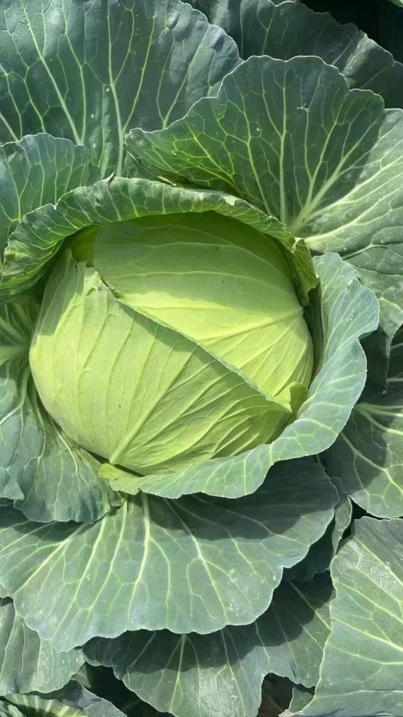 当季新鲜包菜产地直销耐储运包心紧量大价优