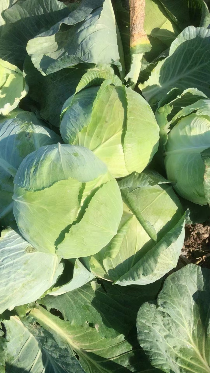 当季新鲜包菜产地直销耐储运包心紧量大价优