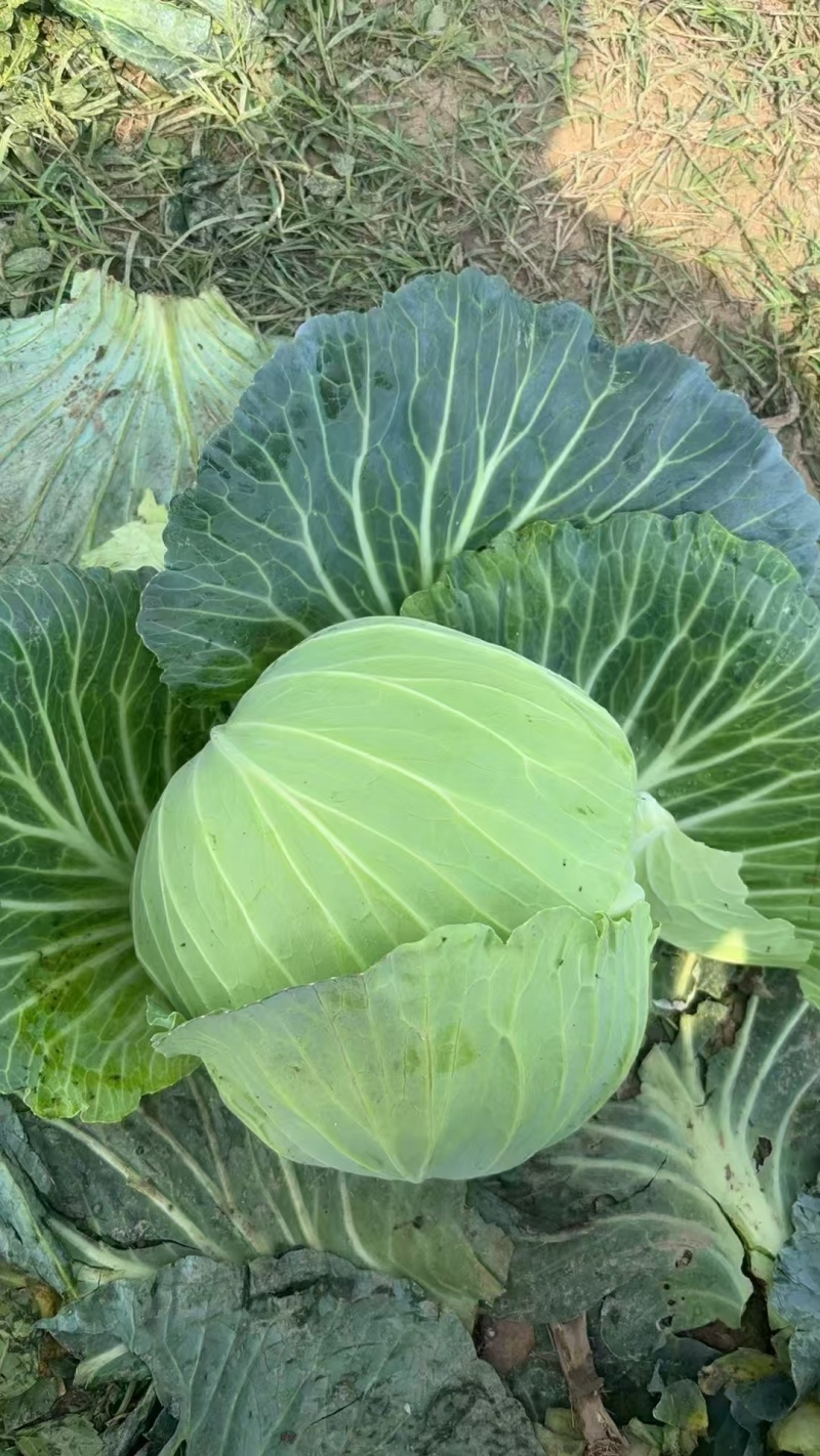 当季新鲜包菜产地直销耐储运包心紧量大价优