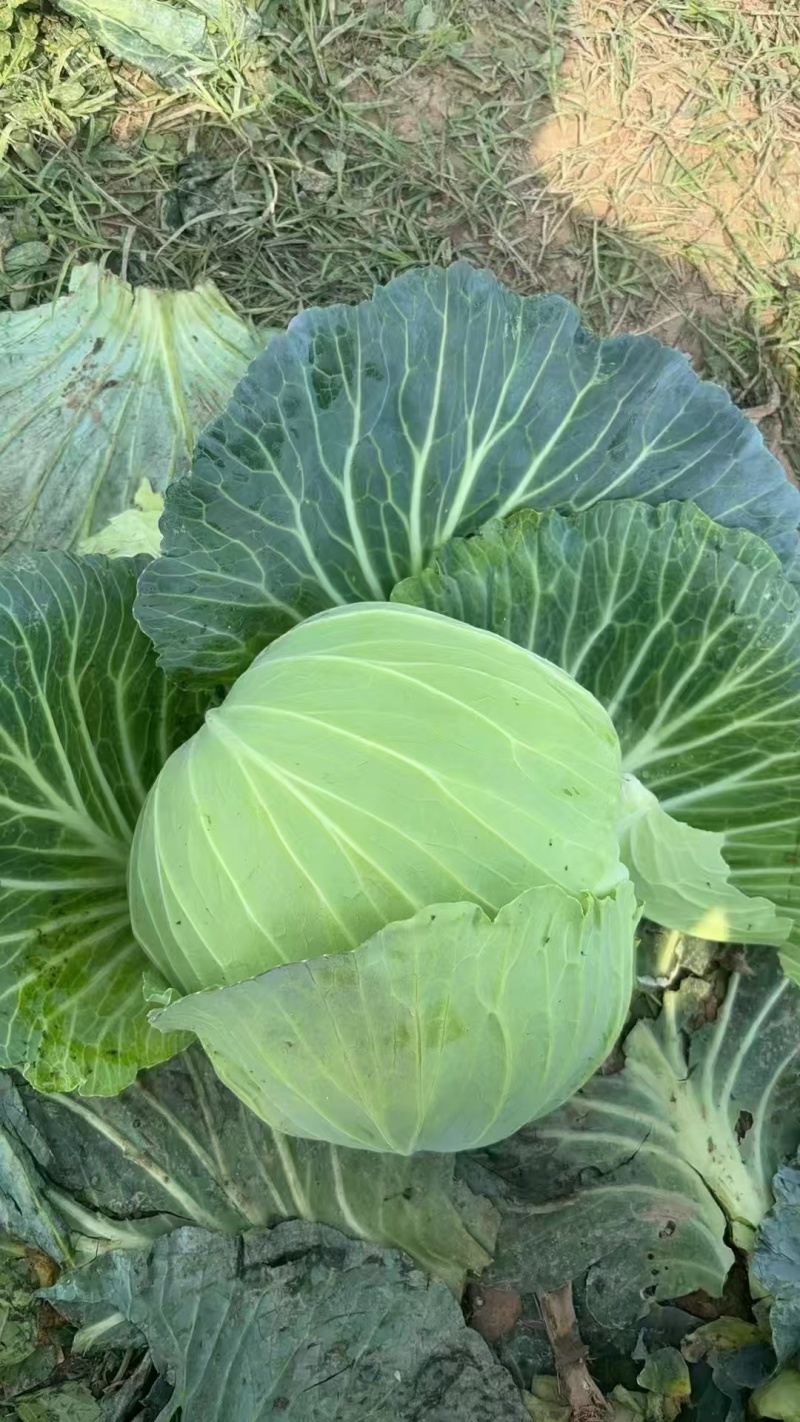 当季新鲜包菜产地直销耐储运包心紧量大价优