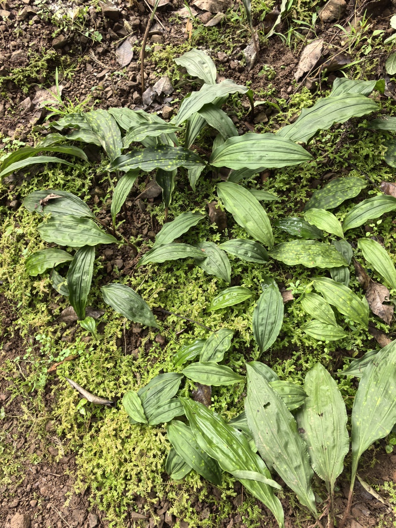 毛滋菇