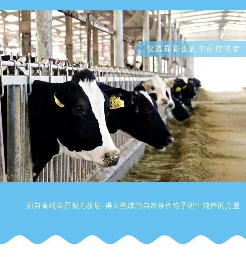 包邮）青海牛奶半斤纯牛奶儿童成人小牦牛牛奶纯生牛乳
