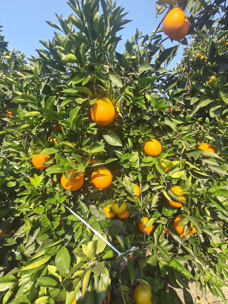 奉节脐橙