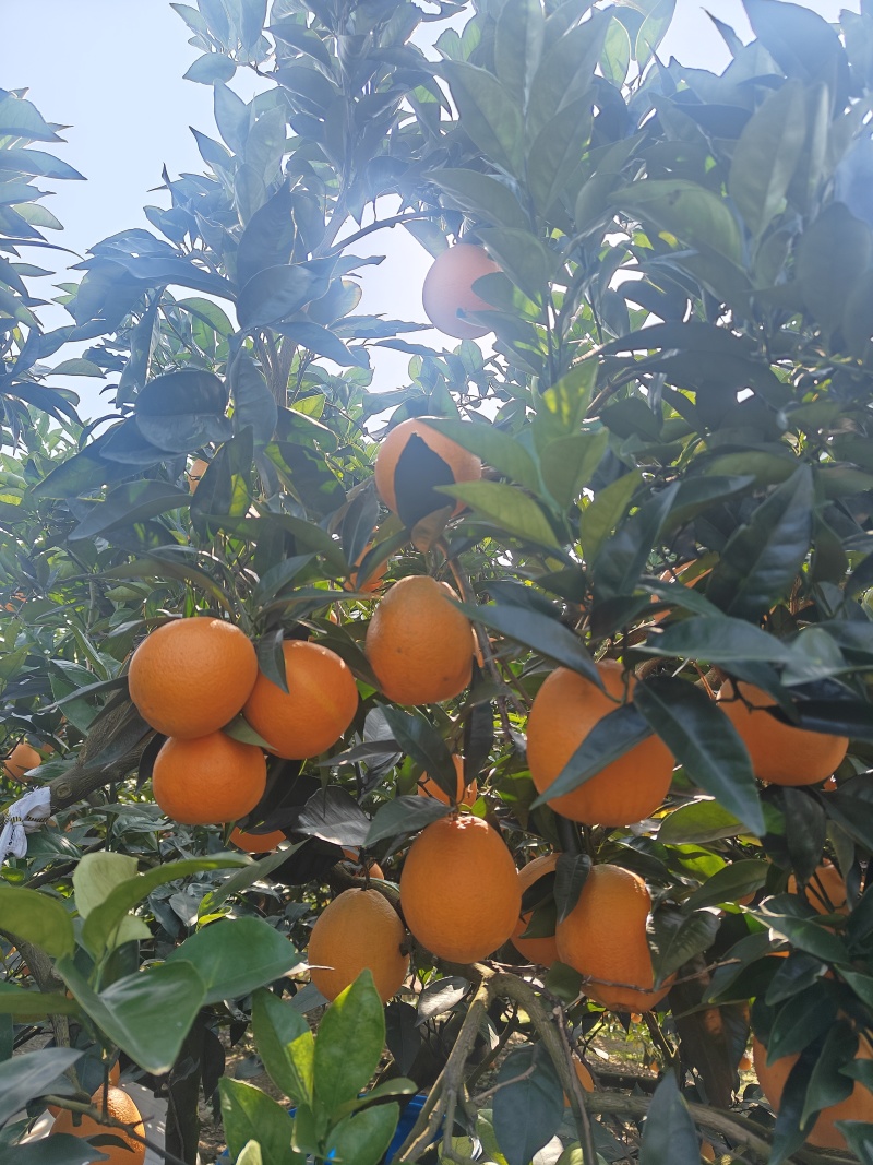 奉节脐橙