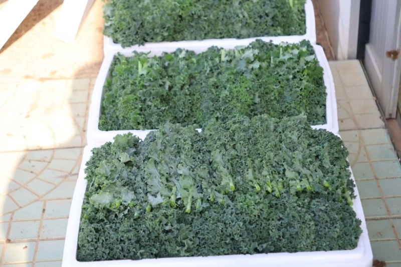 羽衣甘蓝精品叶泡沫箱装，全年有货，欢迎大量选购