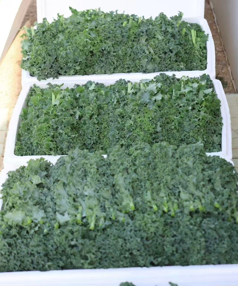 羽衣甘蓝精品叶泡沫箱装，全年有货，欢迎大量选购
