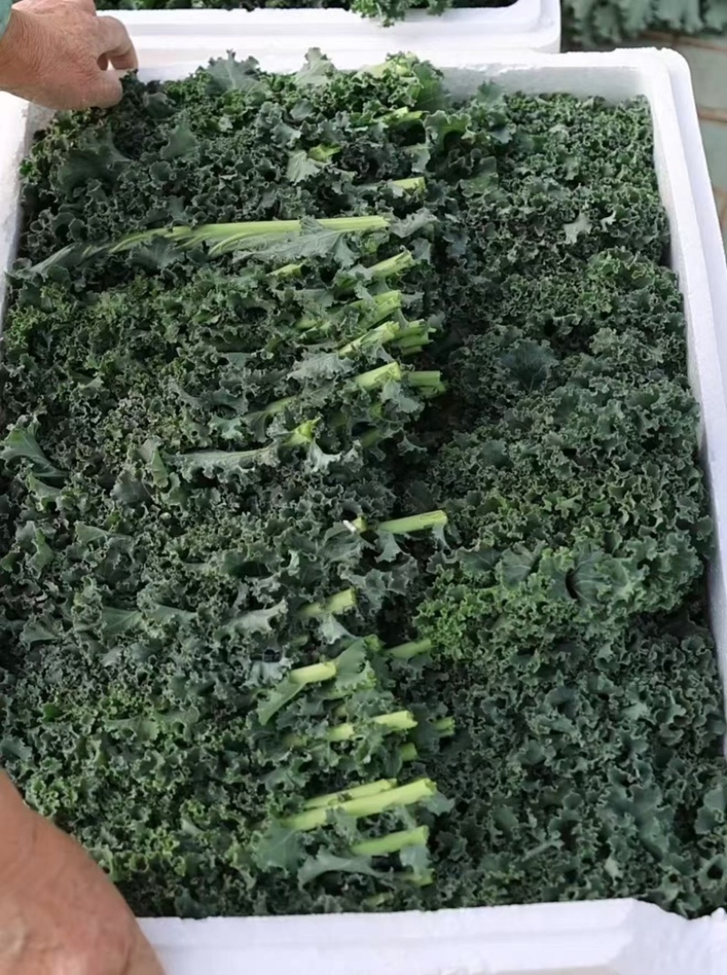 羽衣甘蓝精品叶泡沫箱装，全年有货，欢迎大量选购