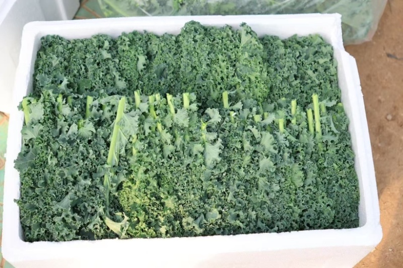 羽衣甘蓝精品叶泡沫箱装，全年有货，欢迎大量选购