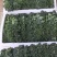 羽衣甘蓝精品叶泡沫箱装，全年有货，欢迎大量选购