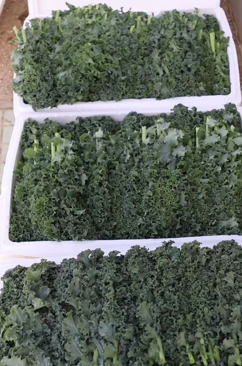羽衣甘蓝精品叶泡沫箱装，全年有货，欢迎大量选购