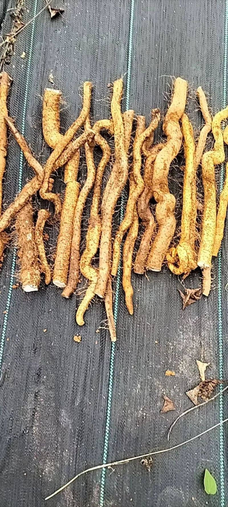 淮山药野生灵芝山药产地直销量大从优可视频看货对接全国