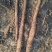 淮山药野生灵芝山药产地直销量大从优可视频看货对接全国