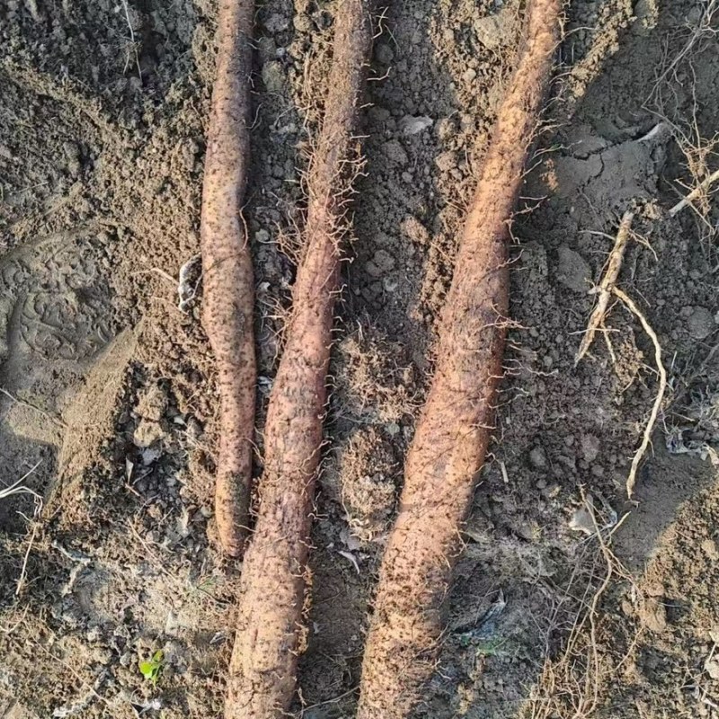 淮山药野生灵芝山药产地直销量大从优可视频看货对接全国