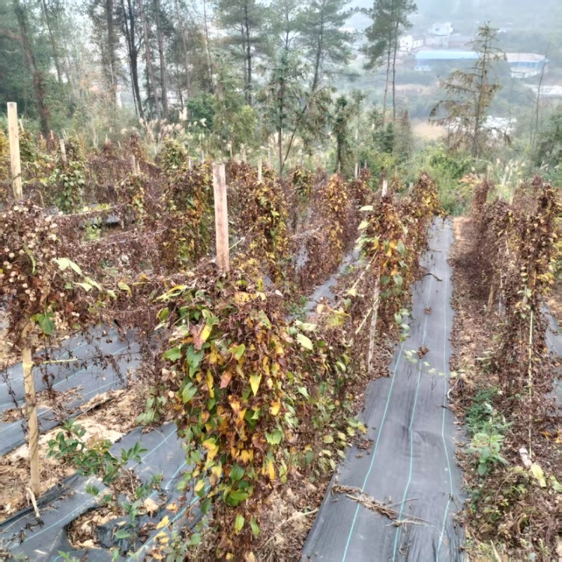 淮山药野生灵芝山药产地直销量大从优可视频看货对接全国