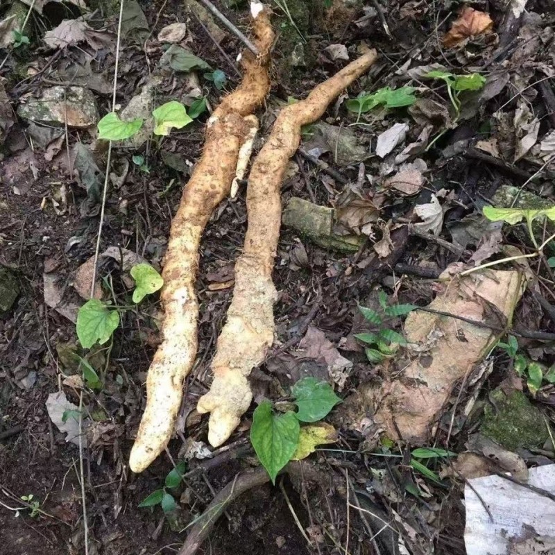 淮山药野生灵芝山药产地直销量大从优可视频看货对接全国