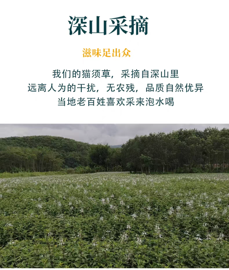 2025年云南西双版纳猫须草中药材野生猫须草